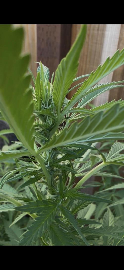 Fast Buds Mix Pack FF Outdoor. Week 12