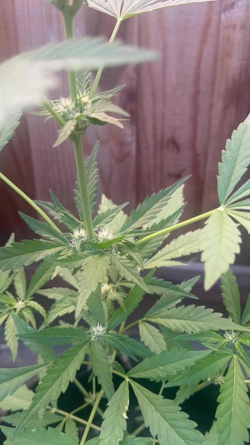 Frostbanger Outdoor