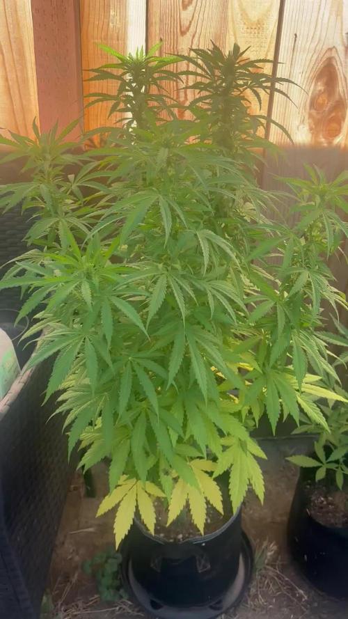 Fast Buds Mix Pack FF Outdoor