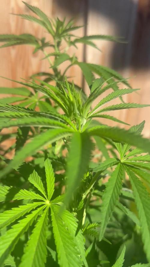 Gorilla Melon Outdoor Grow