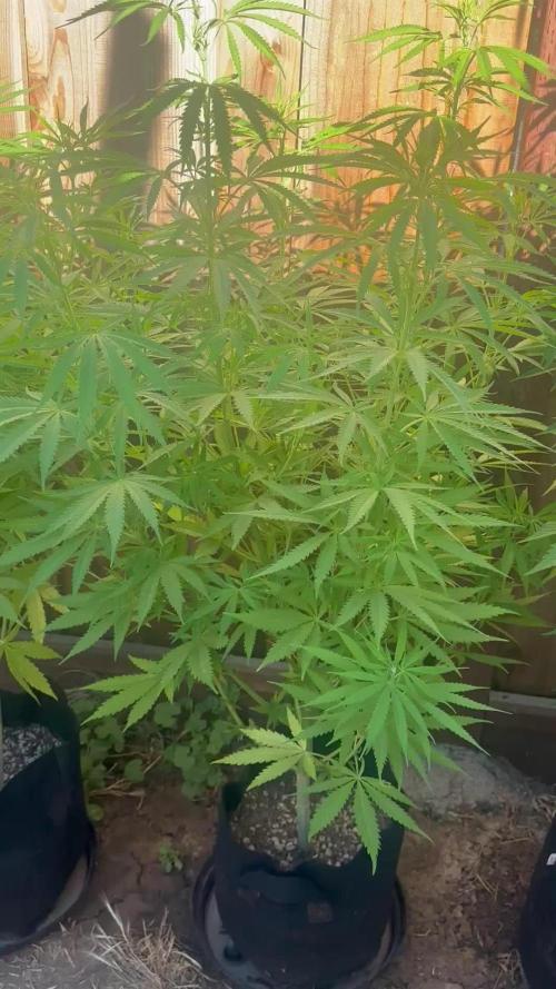 Genius Juice x C99 Outdoor Grow