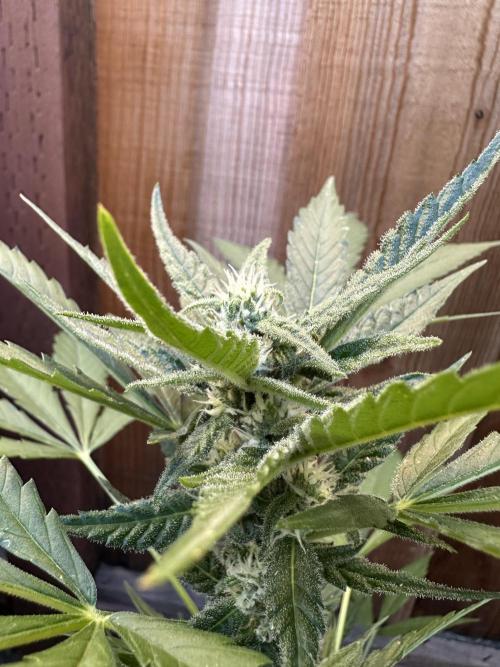 Frostbanger Outdoor. Week 7