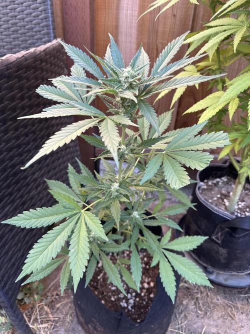 Frostbanger Outdoor. Week 7