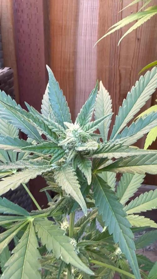 Frostbanger Outdoor