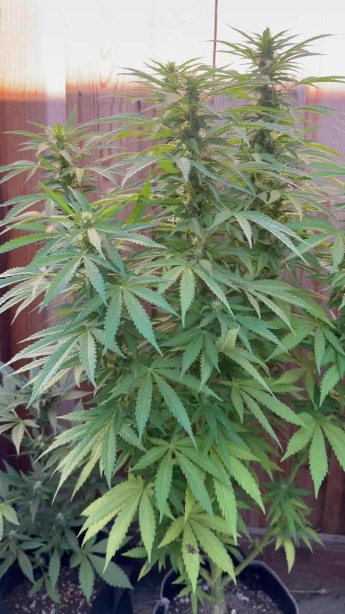 Fast Buds Mix Pack FF Outdoor