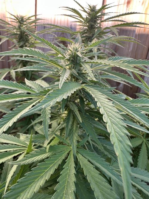 Fast Buds Mix Pack FF Outdoor. Week 14