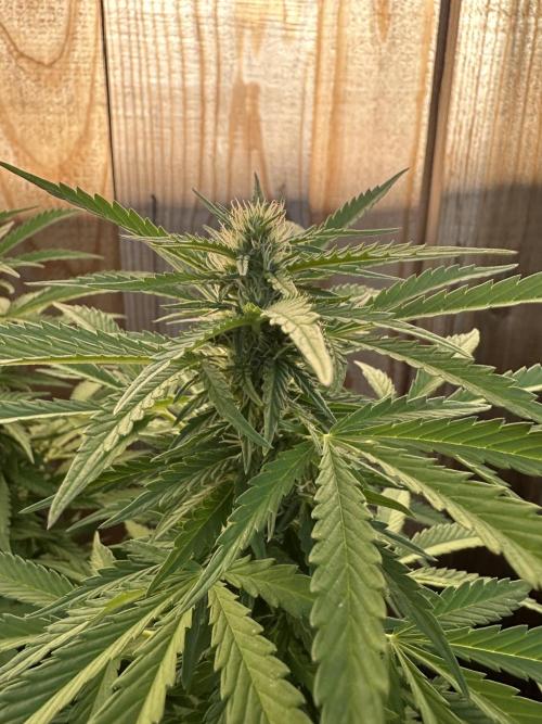 Fast Buds Mix Pack FF Outdoor. Week 14