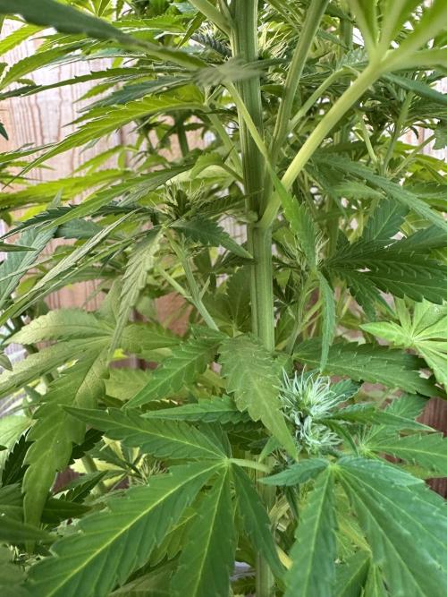 Fast Buds Mix Pack FF Outdoor. Week 14