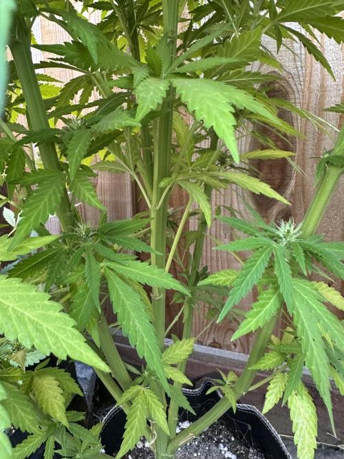 Fast Buds Mix Pack FF Outdoor. Week 14