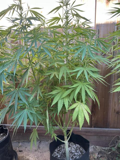 Genius Juice x C99 Outdoor Grow. Week 14
