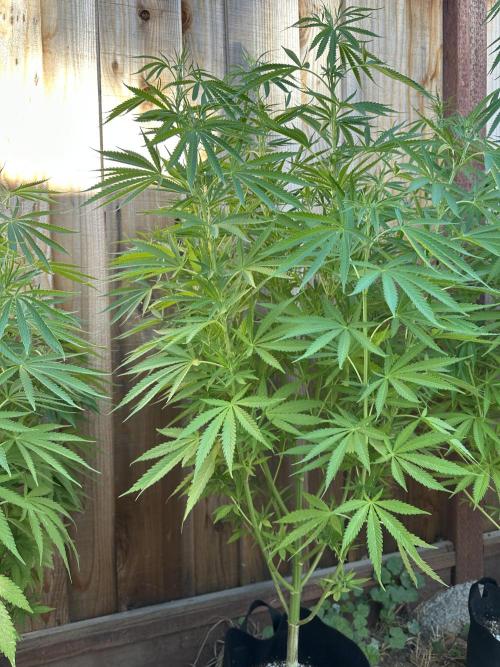 Genius Juice x C99 Outdoor Grow. Week 14