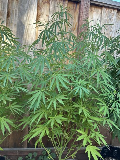 Genius Juice x C99 Outdoor Grow. Week 14
