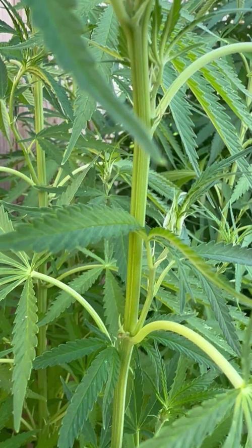 Genius Juice x C99 Outdoor Grow