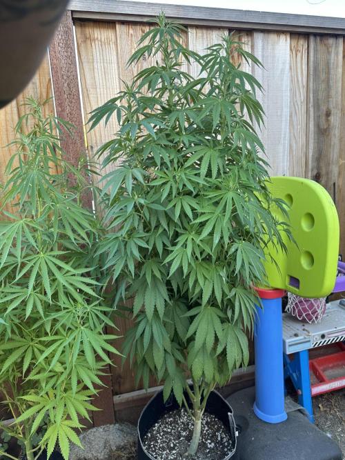 Gorilla Melon Outdoor Grow. Week 14