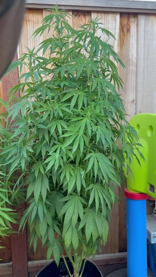 Gorilla Melon Outdoor Grow