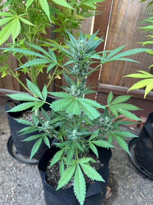 Frostbanger Outdoor. Week 8