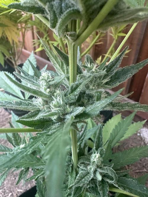 Frostbanger Outdoor. Week 8