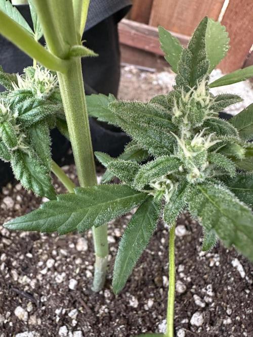 Frostbanger Outdoor. Week 8