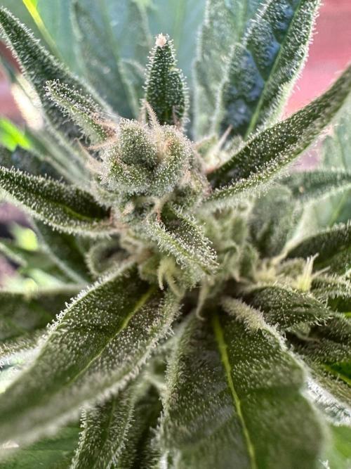 Frostbanger Outdoor. Week 8