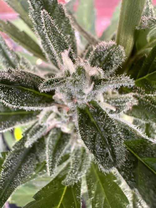 Frostbanger Auto. Week 8