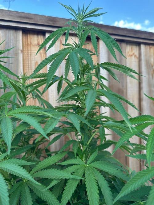 Gorilla Melon Outdoor Grow. Week 15