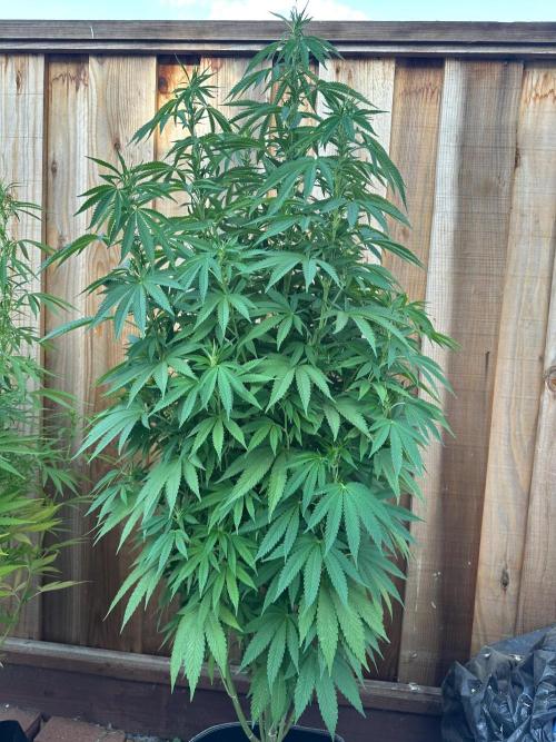 Gorilla Melon Outdoor Grow. Week 15
