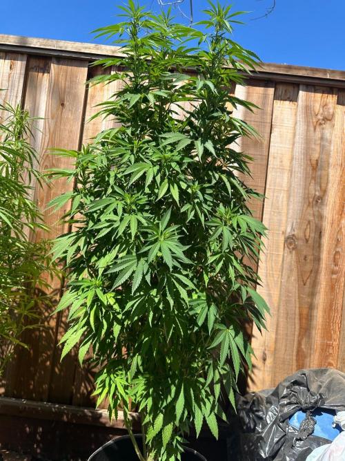 Gorilla Melon Outdoor Grow. Week 15