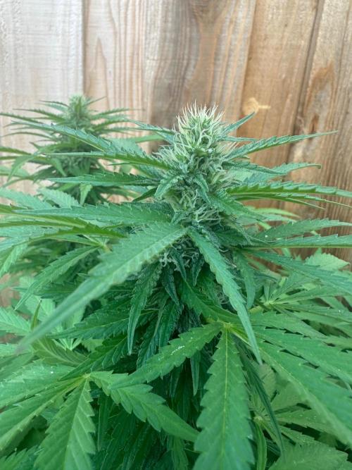 Fast Buds Mix Pack FF Outdoor. Week 15