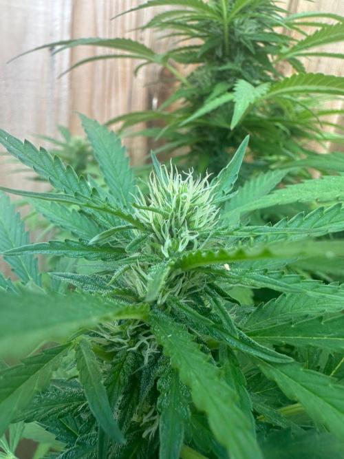 Fast Buds Mix Pack FF Outdoor. Week 15