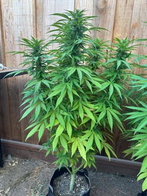 Fast Buds Mix Pack FF Outdoor. Week 15