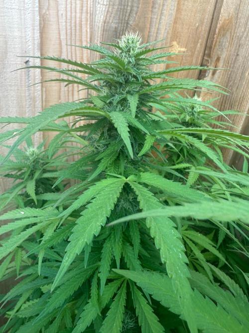 Fast Buds Mix Pack FF Outdoor. Week 15