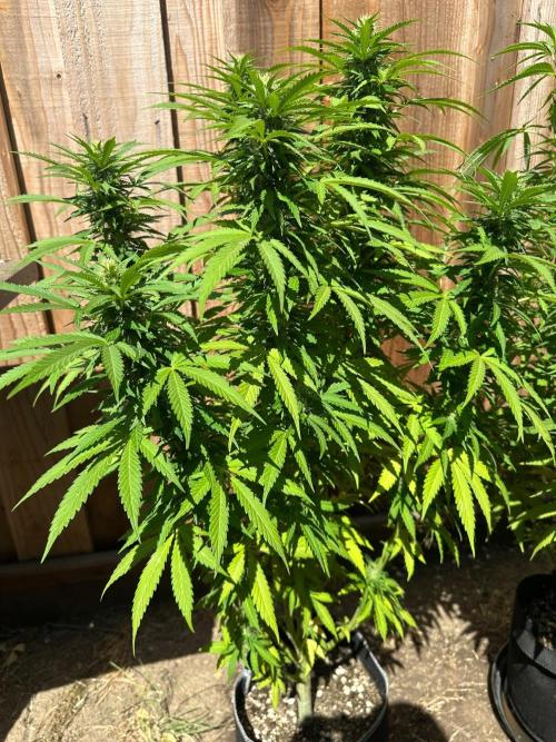 Fast Buds Mix Pack FF Outdoor. Week 15