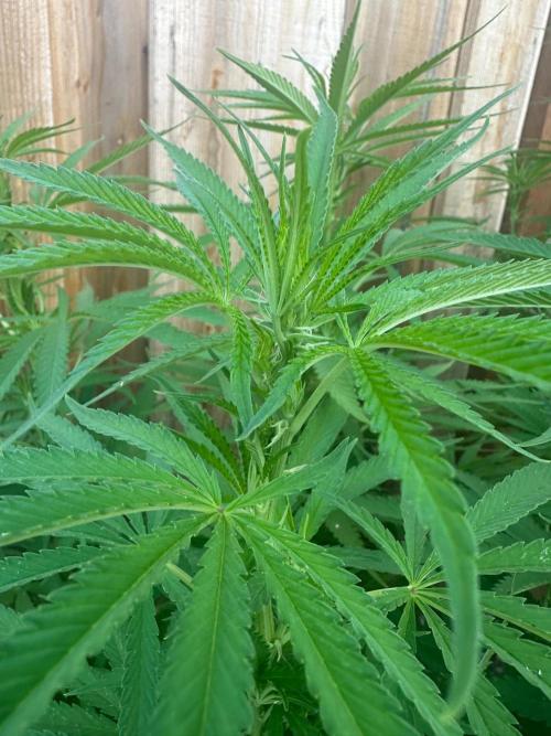 Genius Juice x C99 Outdoor Grow. Week 15