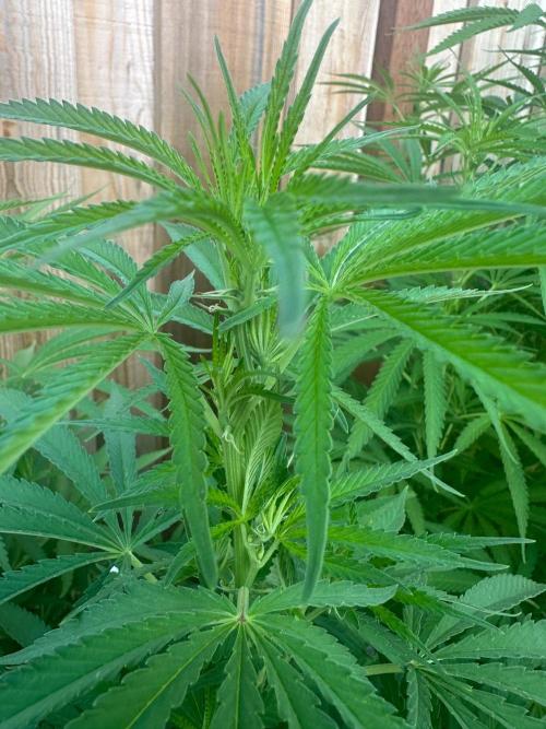 Genius Juice x C99 Outdoor Grow. Week 15