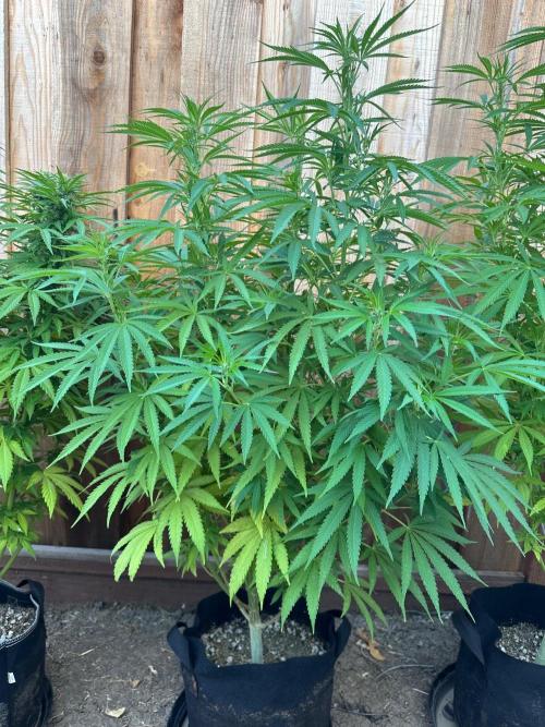 Genius Juice x C99 Outdoor Grow. Week 15