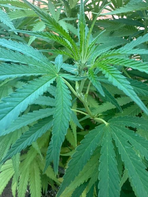 Genius Juice x C99 Outdoor Grow. Week 15