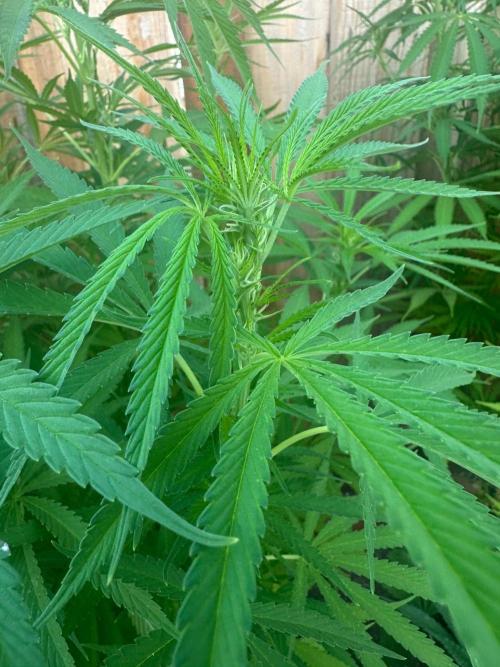 Genius Juice x C99 Outdoor Grow. Week 15