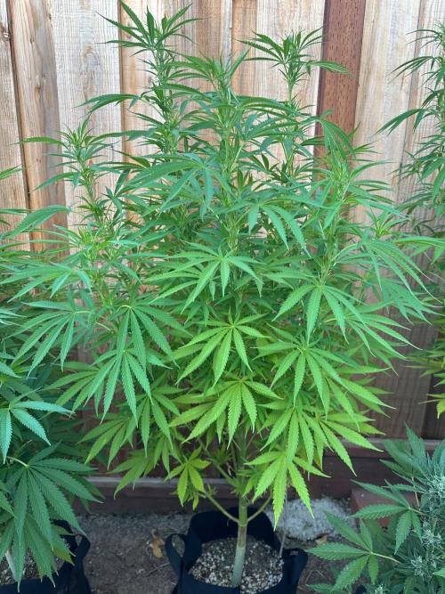 Genius Juice x C99 Outdoor Grow. Week 15