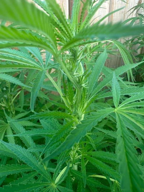 Genius Juice x C99 Outdoor Grow. Week 15