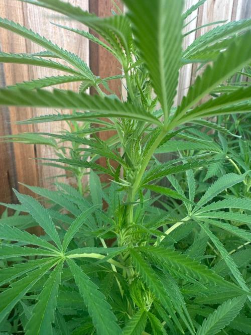 Genius Juice x C99 Outdoor Grow. Week 15