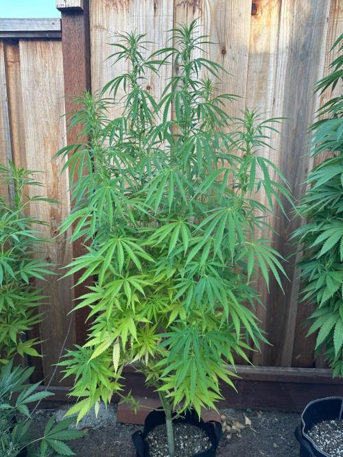 Genius Juice x C99 Outdoor Grow. Week 15