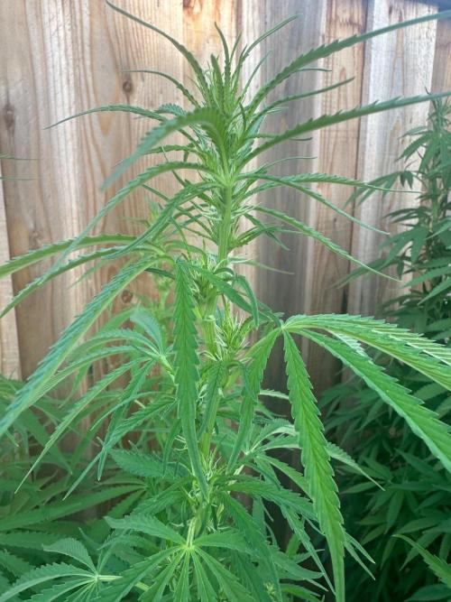 Genius Juice x C99 Outdoor Grow. Week 15