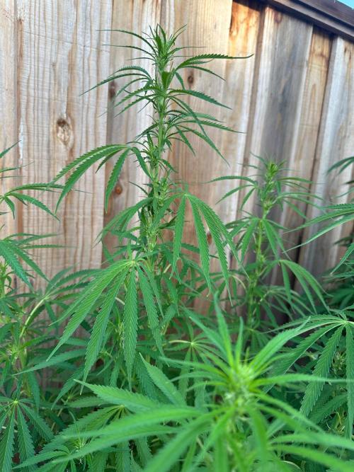 Genius Juice x C99 Outdoor Grow. Week 15