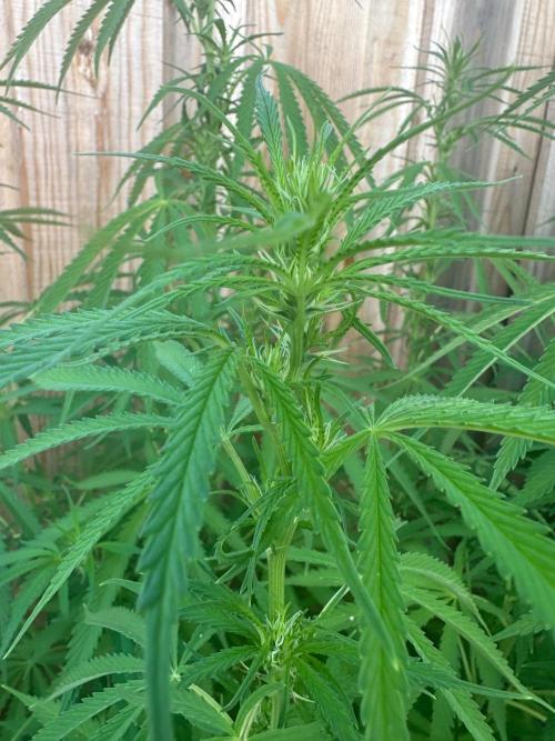 Genius Juice x C99 Outdoor Grow. Week 15