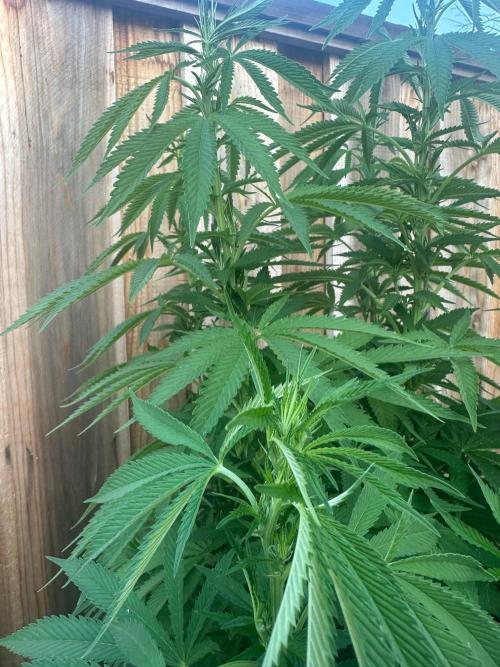 Genius Juice x C99 Outdoor Grow. Week 15