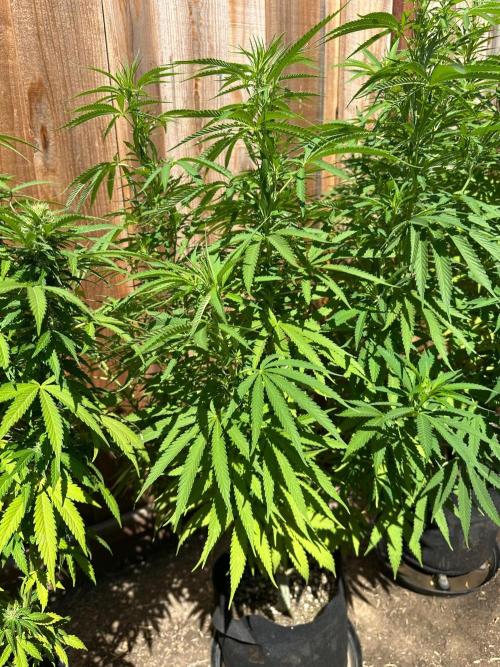 Genius Juice x C99 Outdoor Grow. Week 15