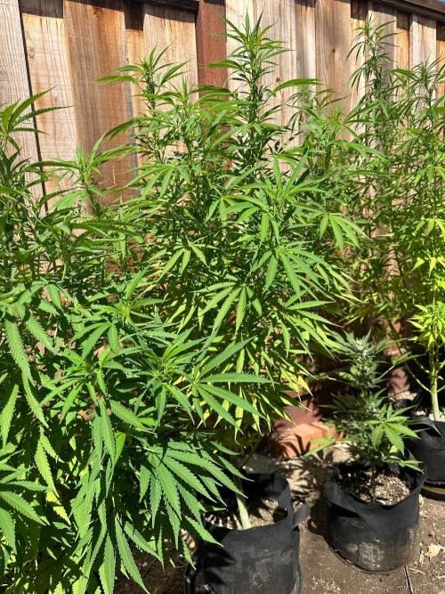Genius Juice x C99 Outdoor Grow. Week 15