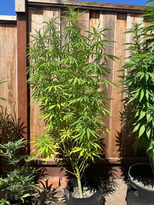 Genius Juice x C99 Outdoor Grow. Week 15