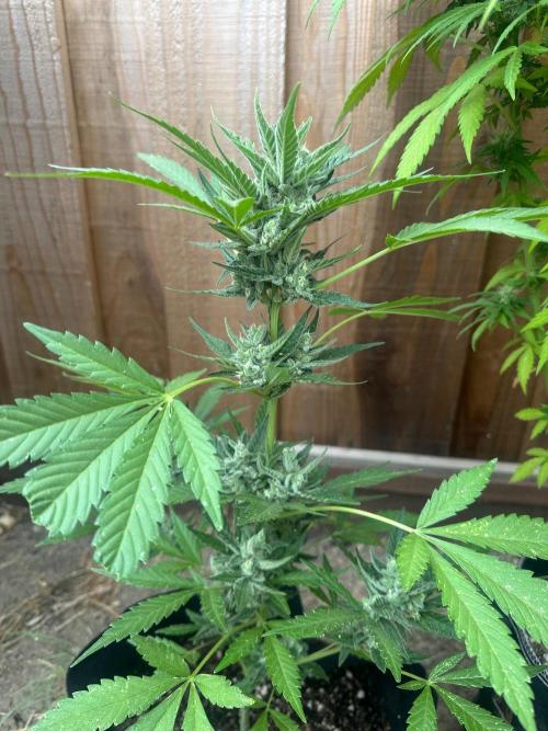 Frostbanger Outdoor. Week 9