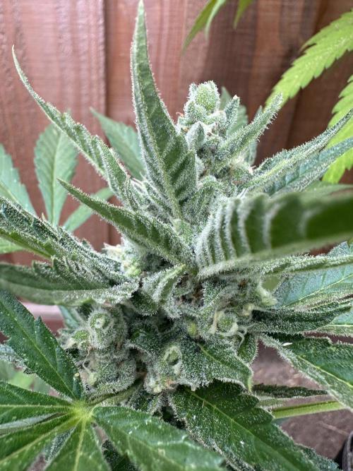 Frostbanger Outdoor. Week 9